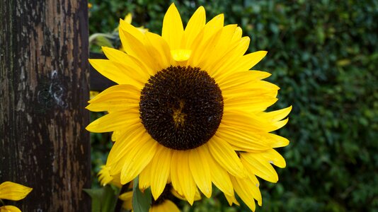 Yellow nature summer