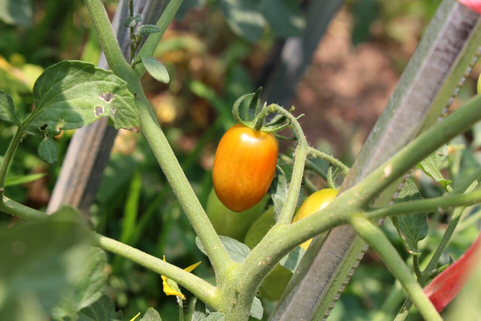 Tomato fruit Free photos