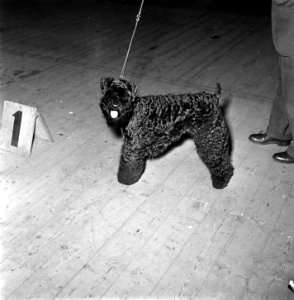 Internationale Winnertentoonstelling Cynophilia Blue Knight . Terrier winnaar, Bestanddeelnr 905-7271