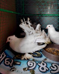 Indian Fantail Pigeon photo