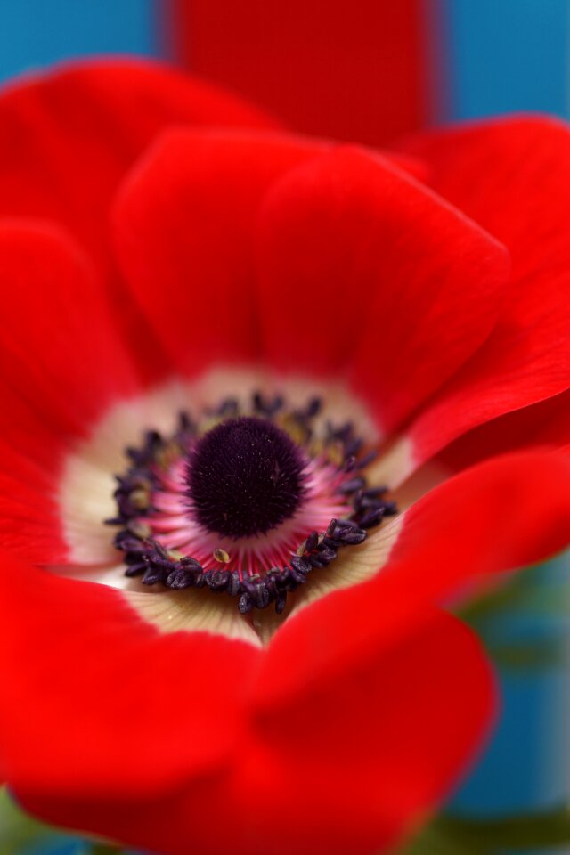 Bloom red plant
