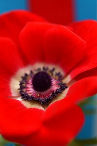 Bloom red plant