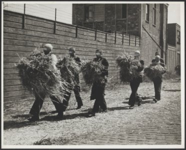 Interneringskamp Levantkade te Amsterdam. Mannen halen hooi voor slaapplaatsen, Bestanddeelnr 31017 092