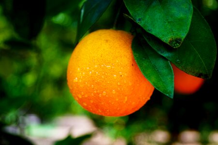 Fresh health organic