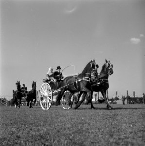 Internationaal Concours Hippique Zwolle. Friese sjees, Bestanddeelnr 902-3037