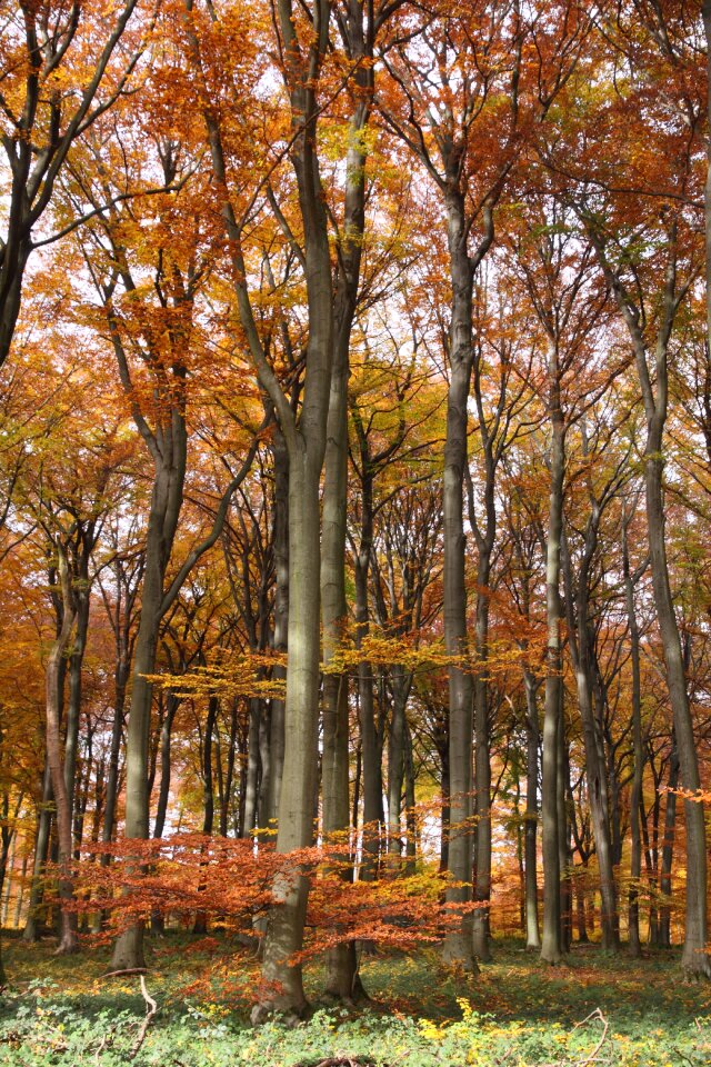 Trees beech high
