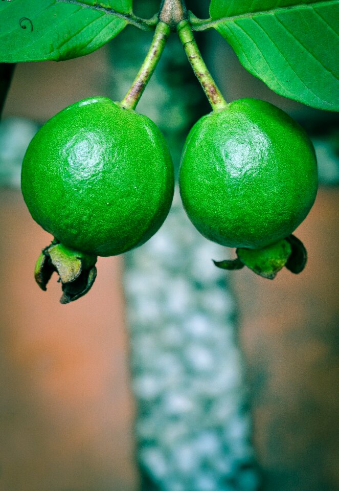 Fruit nature natural