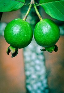 Fruit nature natural