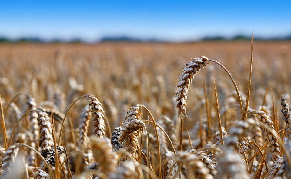 Corn wheat agriculture
