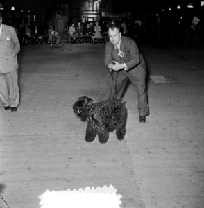 Internationale Winnertentoonstelling Cynophilia Blue Knight . Terrier winnaar, Bestanddeelnr 905-7273