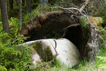 Root forest overturned