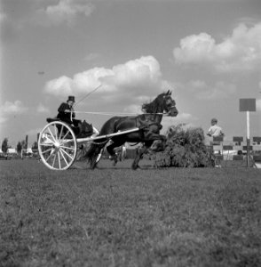 Internationaal Concours Hippique Zwolle, Bestanddeelnr 902-3047