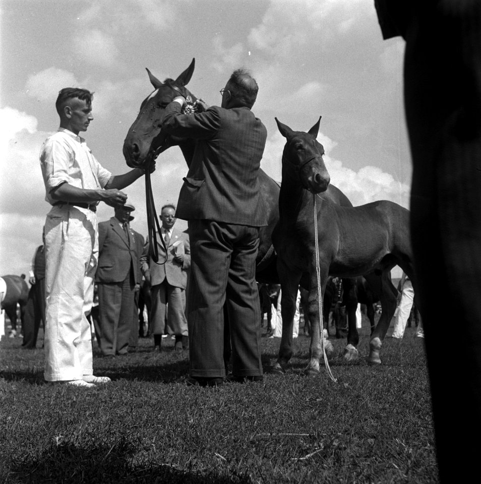 Internationaal Concours Hippique Zwolle, Bestanddeelnr 902-3048