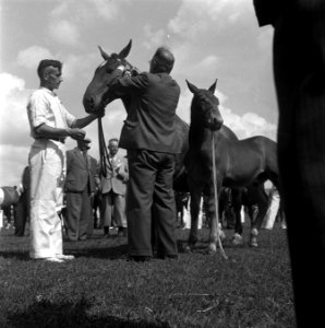 Internationaal Concours Hippique Zwolle, Bestanddeelnr 902-3048