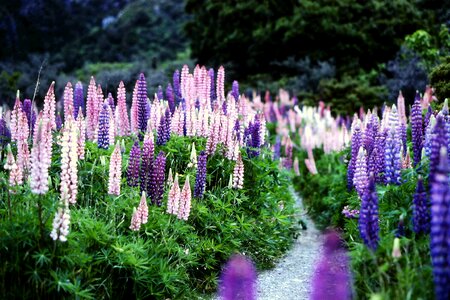 Bloom flora blooming