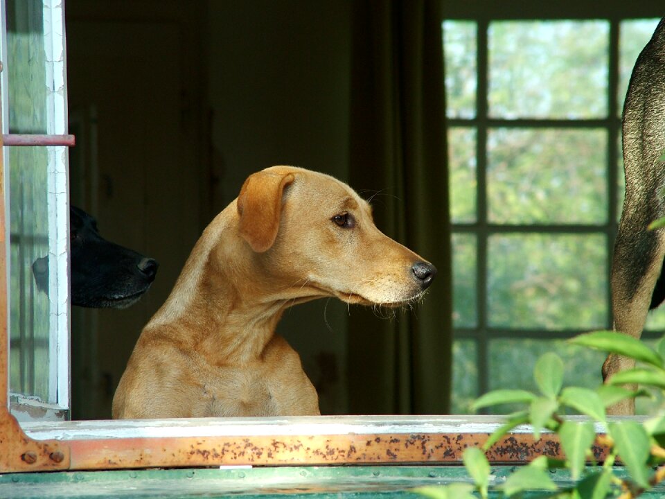 Animal pets is watching
