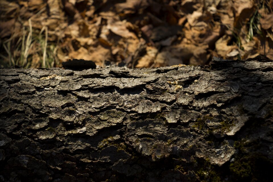 Woods nature old
