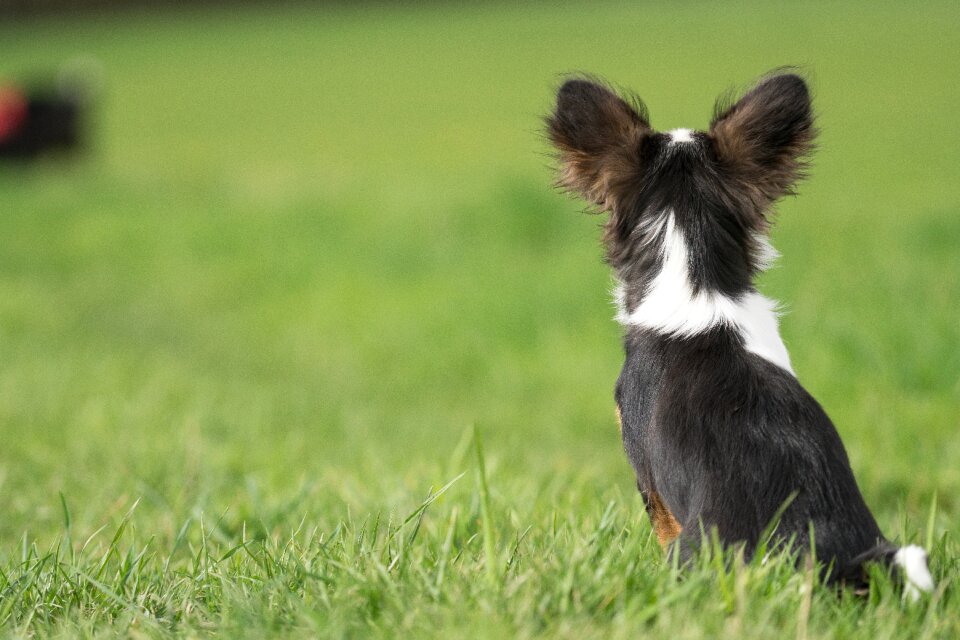 Chiwawa small dog head from behind
