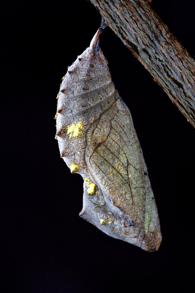 Cocoon pupa metamorphosis