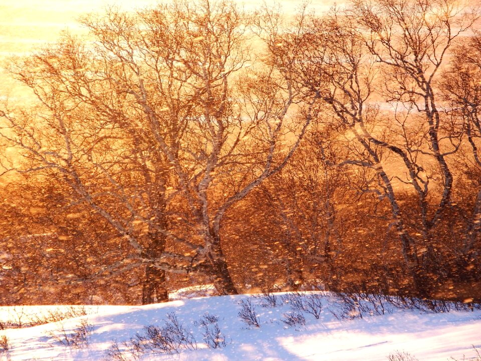Blizzard nature landscape
