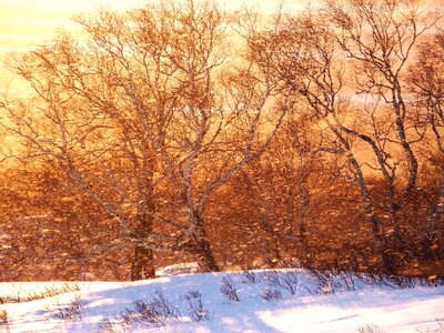 Blizzard nature landscape
