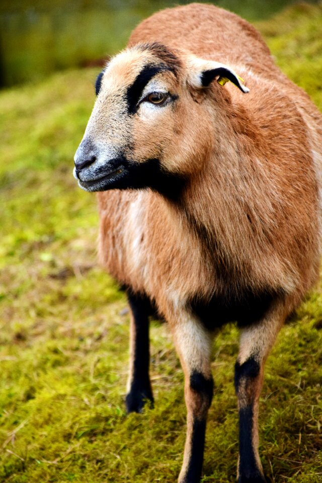 Pasture mammal livestock