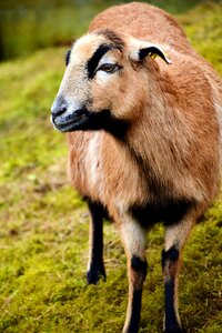 Pasture mammal livestock photo