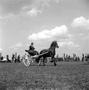 Internationaal Concours Hippique Zwolle, Bestanddeelnr 902-3046