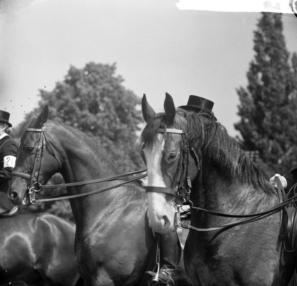 Internationaal Concours Hippique te Enschede, het paard Petit Artist met hoed , Bestanddeelnr 917-9020