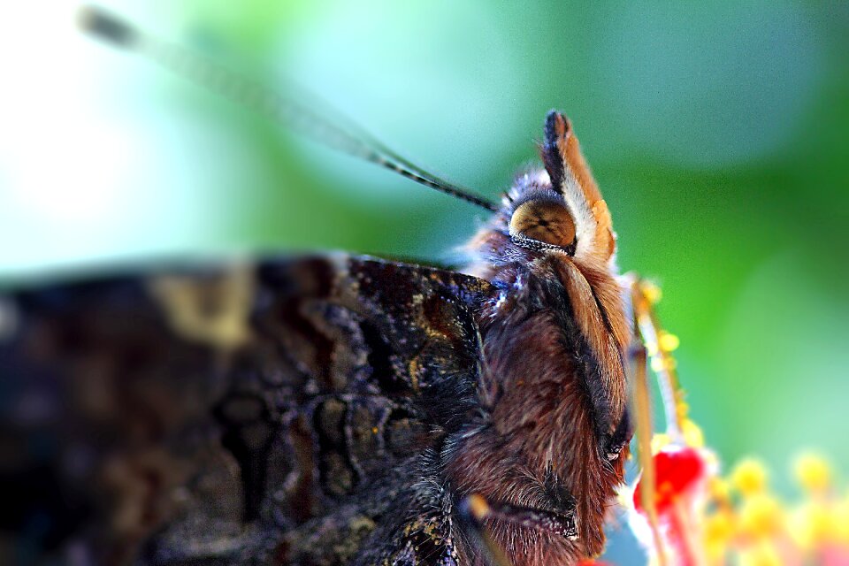 Eye insect complex