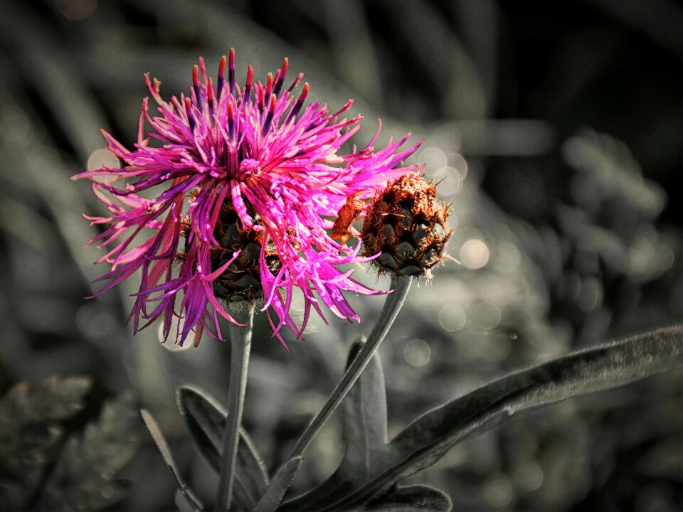 Nature blossom bloom