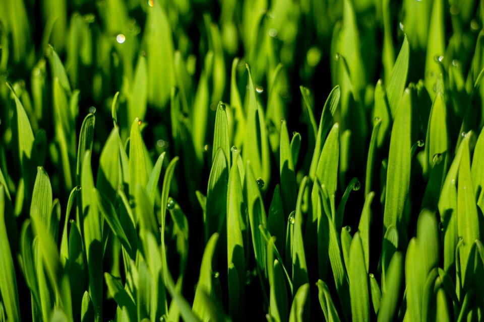 Dew drops green green wheat