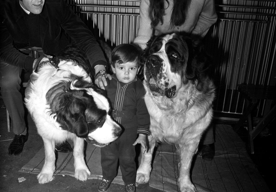 Internationale hondententoonstelling in RAI Amsterdam, jongetje met 2 St Bernha, Bestanddeelnr 925-1658