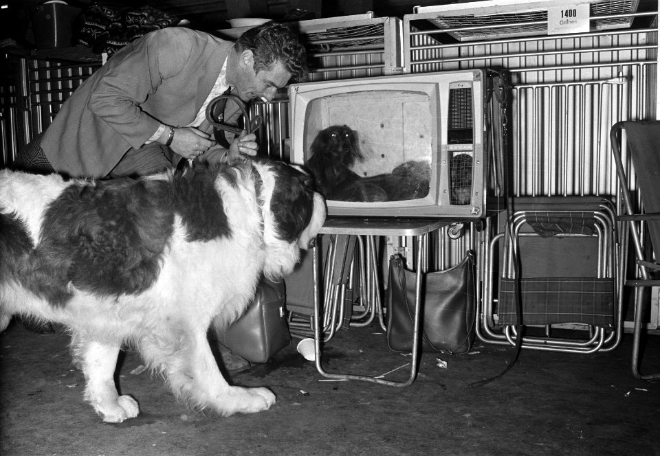 Internationale hondententoonstelling in RAI Amsterdam, St Bernhard hond, Bestanddeelnr 925-1657
