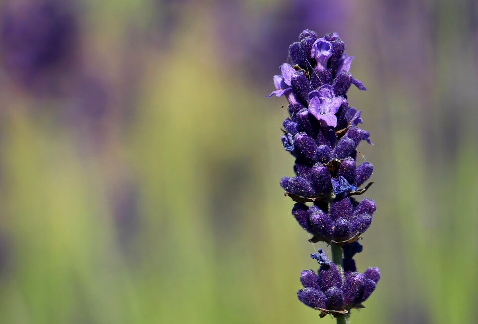 Violet flowers flora