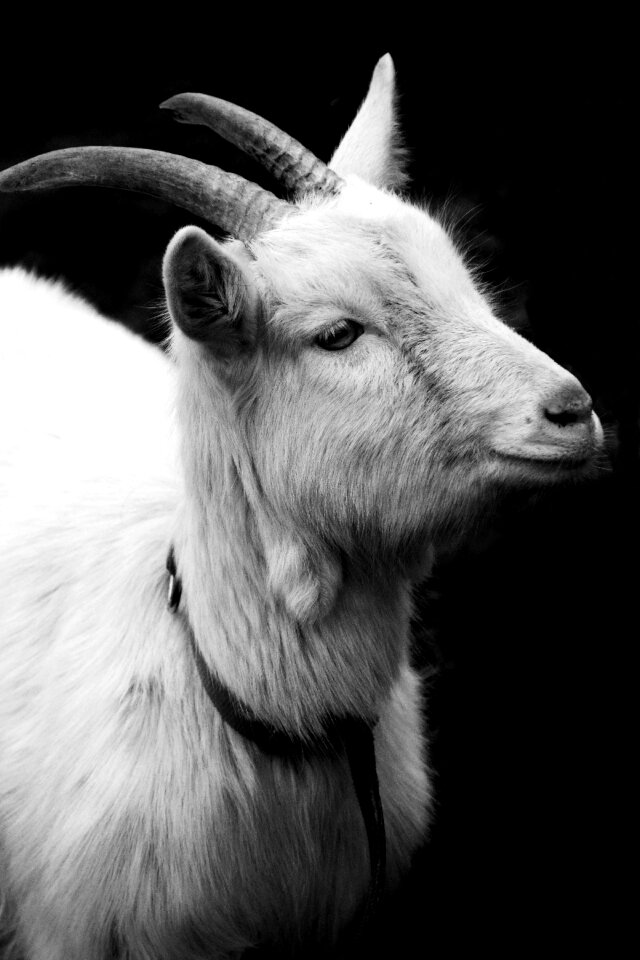 Domestic goat animal livestock photo