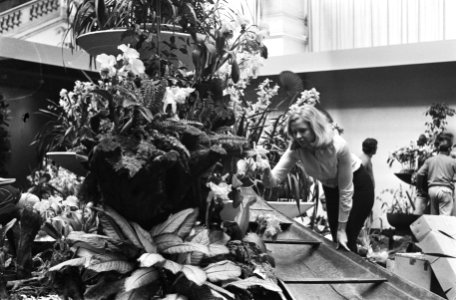 Internationale Orchideeententoonstelling in Koninklijk Instituut voor de Tropen…, Bestanddeelnr 924-3264