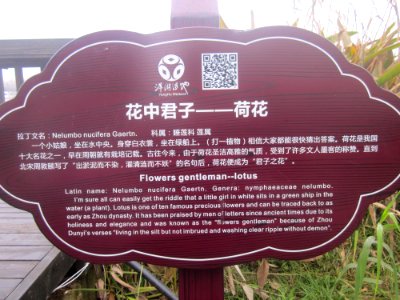 Introduction of Lotus, Yanghu Wetland Park