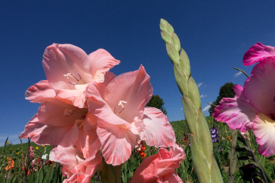 Pink tender green