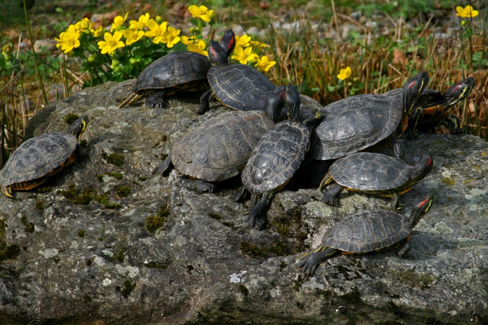 Turtles red-eared slider reptile
