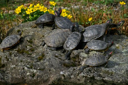 Turtles red-eared slider reptile