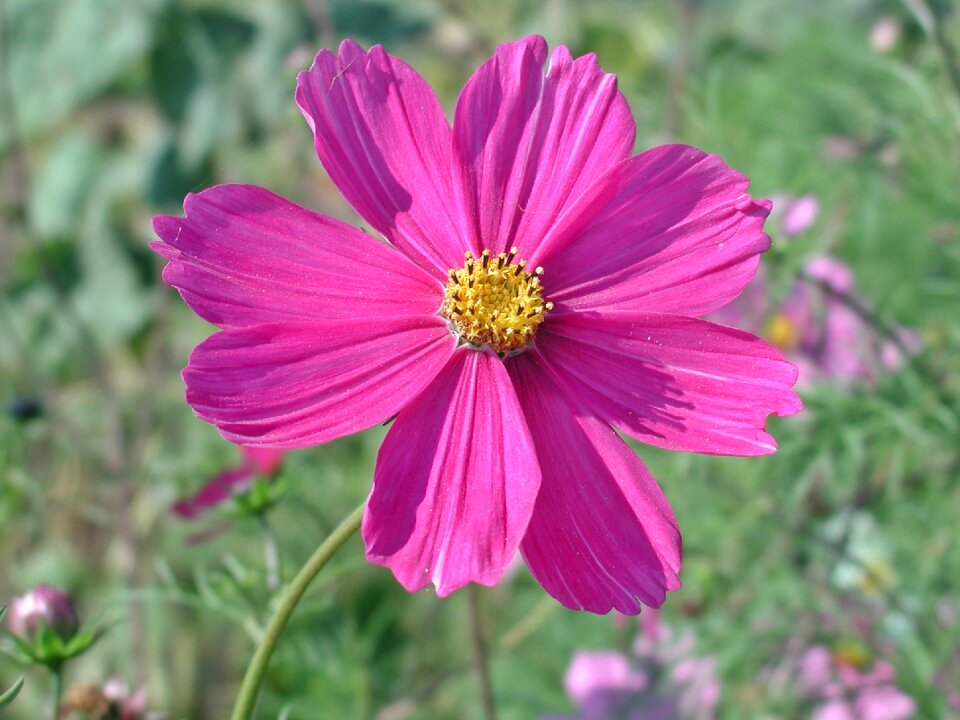 Flower pink flower cosmos