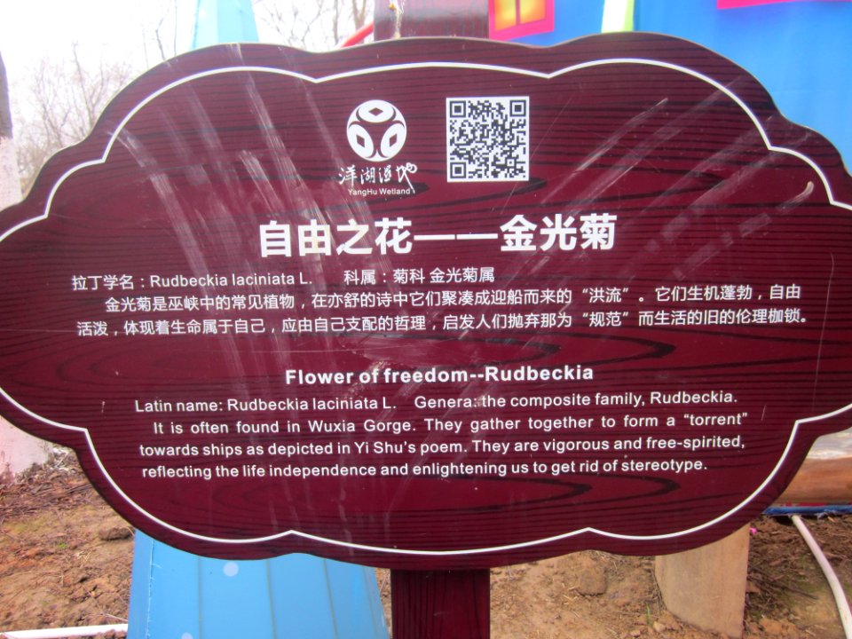 Introduction of Rudbeckia in Yanghu Wetland Park