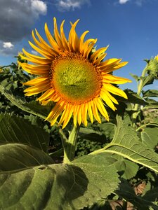 Flower yellow summer