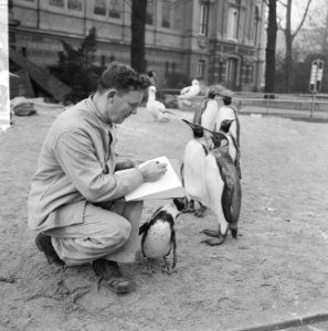 Inventarissen in Artis, een van de verzorgers bij de pinguins, Bestanddeelnr 915-8892