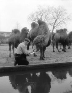 Inventarisatie van de levende have in Artis, Bestanddeelnr 910-0675