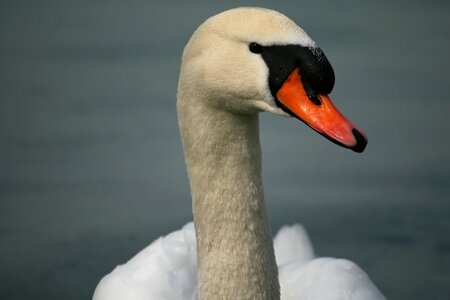 Water bird white lake photo