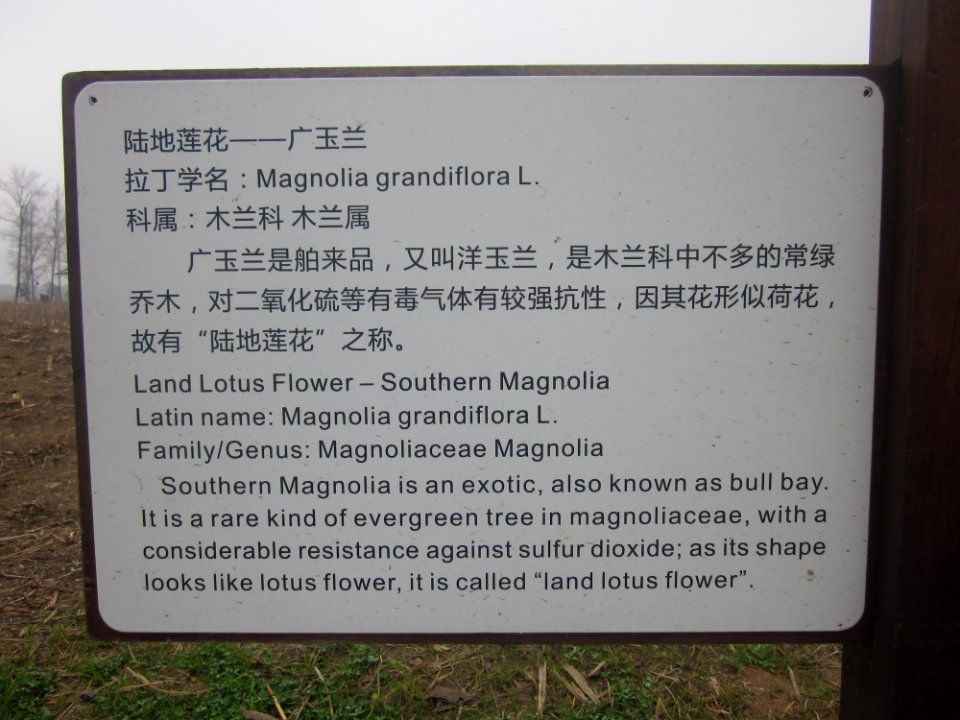 Introduction of Southern Magnolia, Yanghu Wetland Park