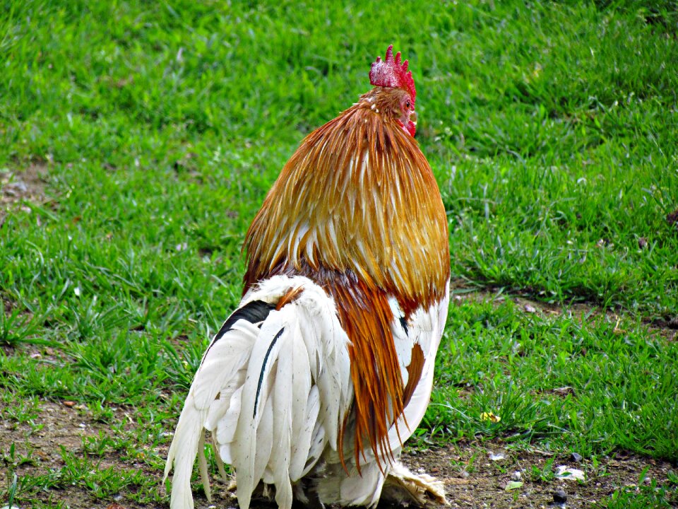 Comb domestic fowl nature photo