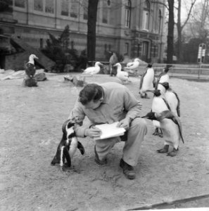 Inventarissen in Artis, een van de verzorgers bij de pinguins, Bestanddeelnr 915-8890